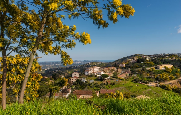 La splendeur jaune d'or de la route du Mimosa sur la Côte d'Azur