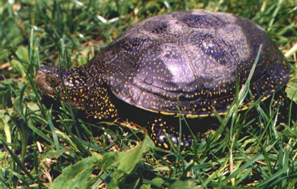 Wildlife: meet and recognize animals | Estérel Côte d'Azur