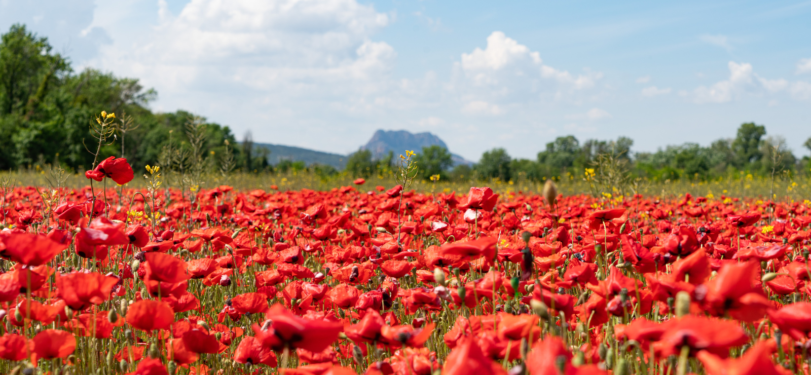 Printemps en Estérel Côte d'Azur