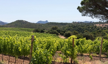 Dégustez avec la balade VTTAE vinicole - Le Var, la Semaine Nature !