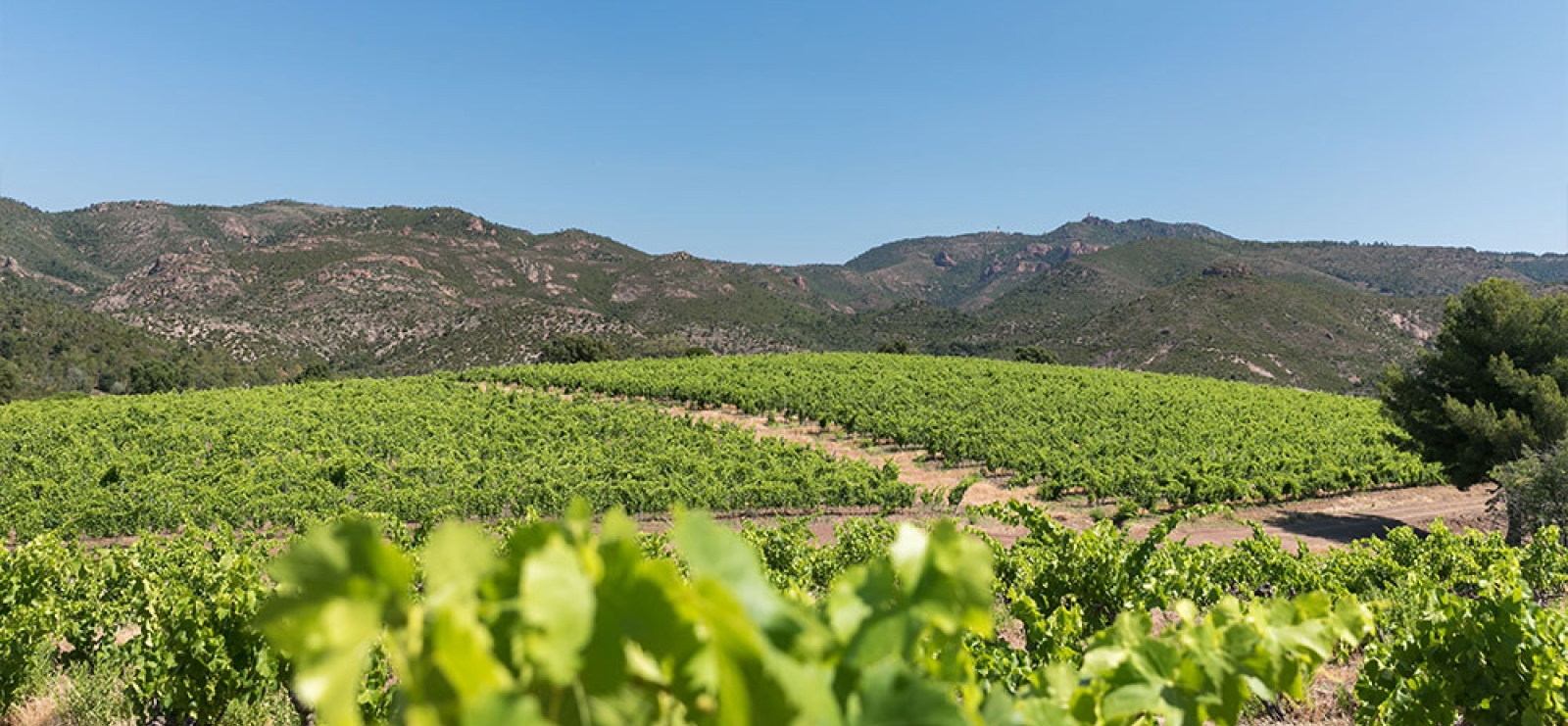 Dégustez avec la balade VTTAE vinicole - Le Var, la Semaine Nature !