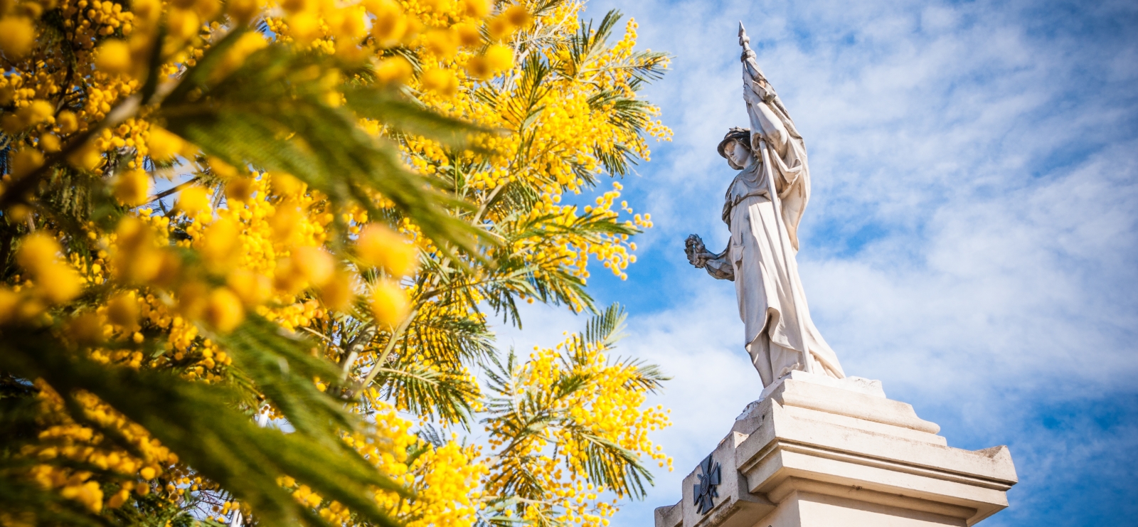 Fête du mimosa de Tanneron