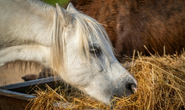 Baby poney