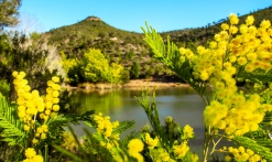 Balades pédestres 'Le Mimosa dans l'Estérel'