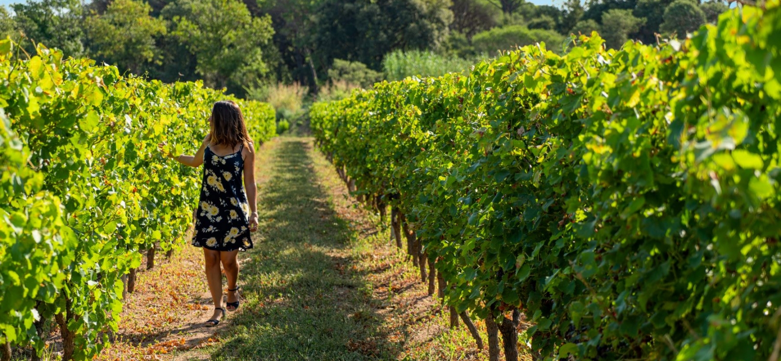 Balade dans les vignes