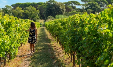 Balade dans les vignes