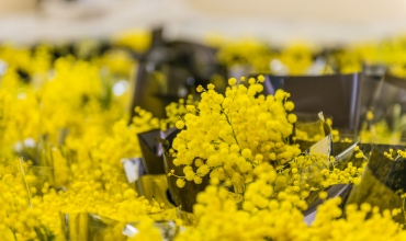 Excursion Mimosa en autocar - partez découvrir les massifs en fleurs