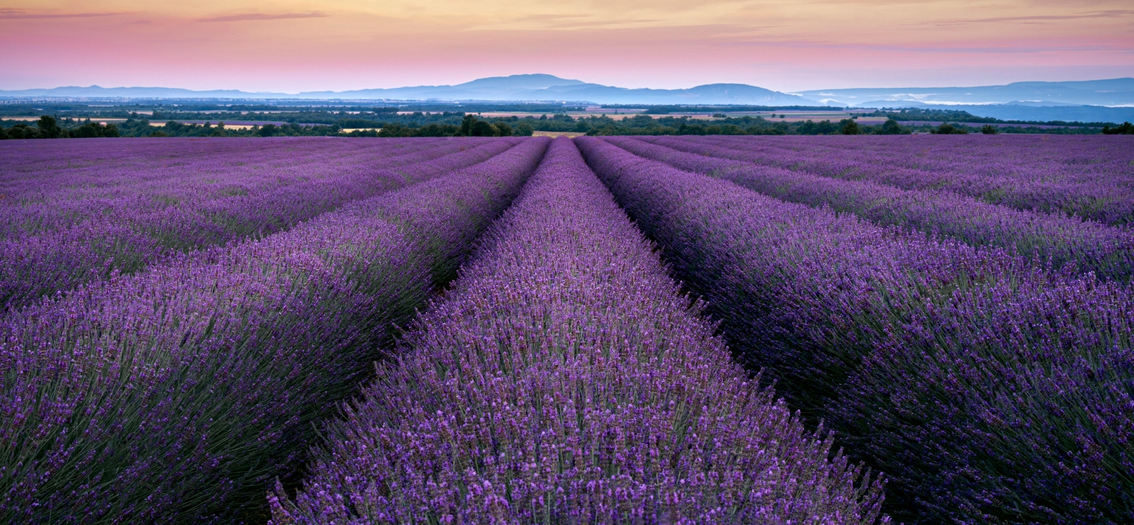 Valensole