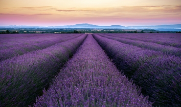 Valensole