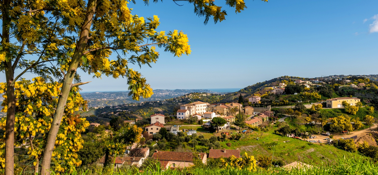 Excursion Mimosa en autocar - partez découvrir les massifs en fleurs