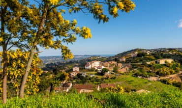 Excursion Mimosa en autocar - partez découvrir les massifs en fleurs