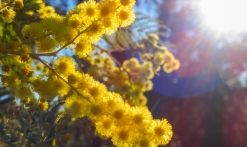 Balades pédestres 'Le Mimosa dans l'Estérel'