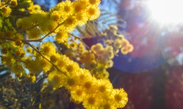 Balades pédestres 'Le Mimosa dans l'Estérel'