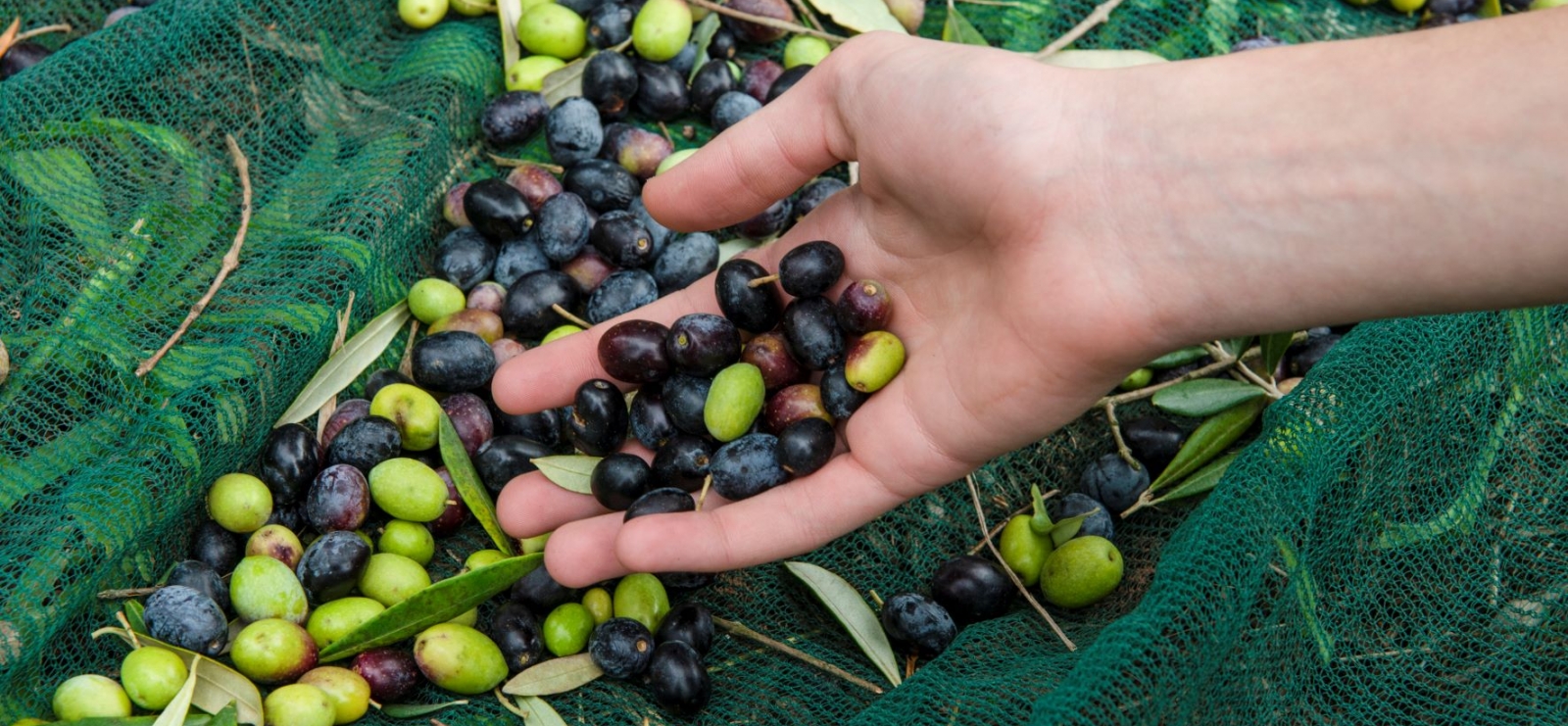 Récolte de l'olive