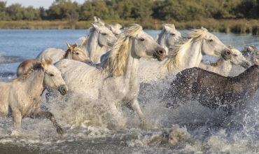 Chevaux